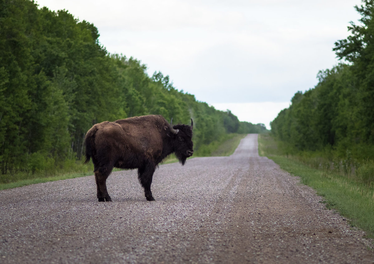 Bison in Wood Buffalo National Park
